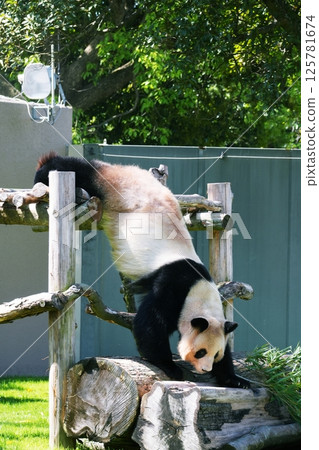 giant panda giant panda 125781674
