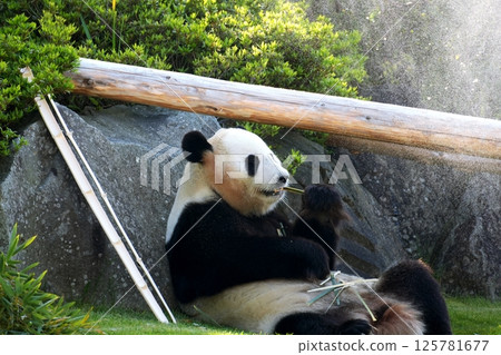 Giant panda taking a shower 125781677