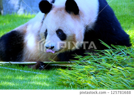 giant panda giant panda 125781688