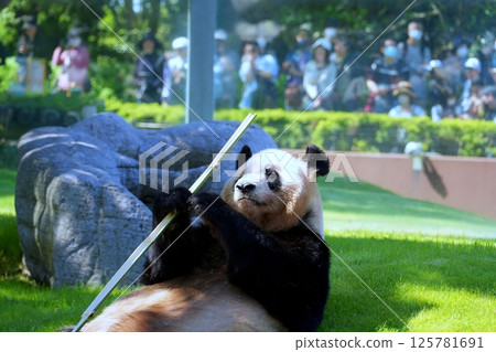 giant panda giant panda 125781691