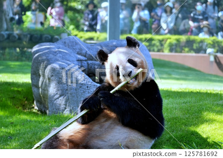 giant panda 125781692