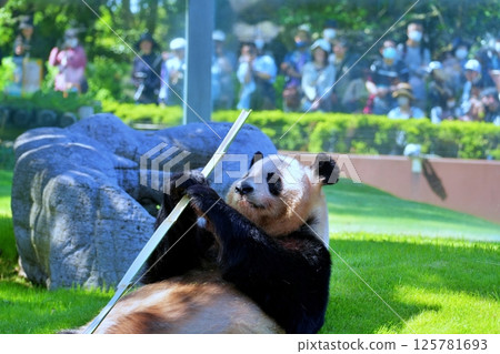 giant panda giant panda 125781693