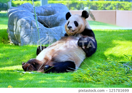 大熊貓 大熊貓 125781699