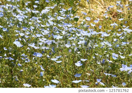 Nemophila flowers in full bloom under the warm spring sunshine Nemophila flowers in full bloom under the warm spring sunshine 125781762