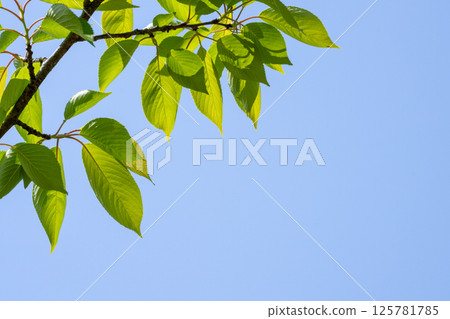 Copy space of young Somei-Yoshino cherry leaves and blue sky with the spring light shining through Copy space of young Somei-Yoshino cherry leaves and blue sky with the spring light shining through 125781785
