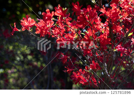 Kirishima azaleas in full bloom Kirishima azaleas in full bloom 125781896