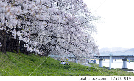 Sakura and cherry blossom in Hitome Senbonzakura, Sendai, Japan in spring season	 125781919