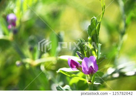Karasuno pea (Kono Beans) Karasuno pea (Kono Beans) 125782042