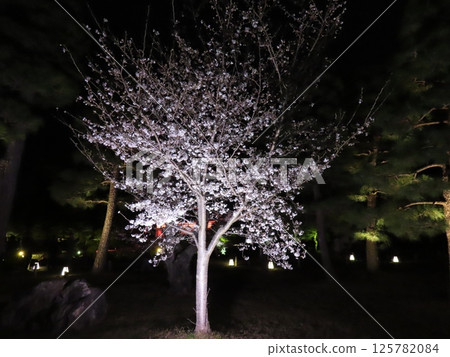 櫻花點亮 櫻花點亮 125782084