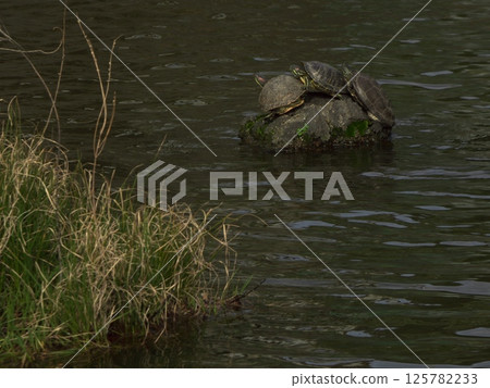 一隻烏龜在東京大田區山王市嚴島神社的神社池塘裡曬太陽 125782233