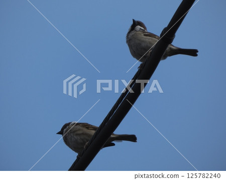 Two spring sparrows on a power line Two spring sparrows on a power line 125782240