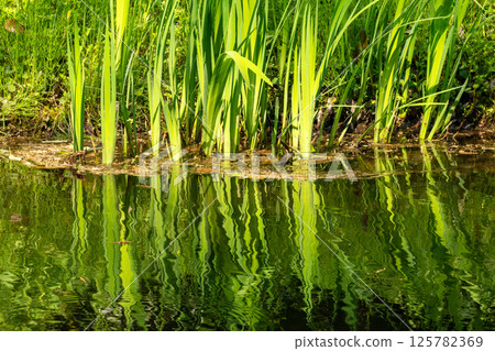 Fresh waterside Fresh waterside 125782369