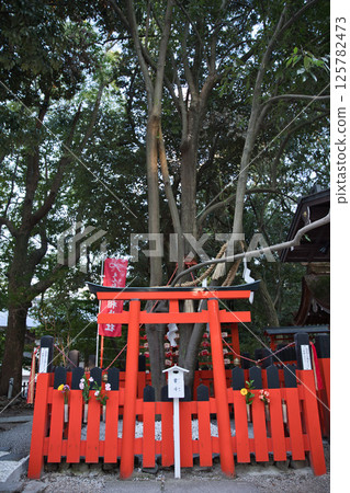 Shimogamo Shrine: The sacred tree of the Enri no Kasagi Shimogamo Shrine: The sacred tree of the Enri no Kasagi 125782473