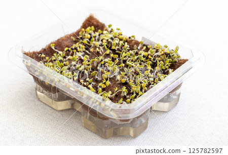 Freshly sprouted shoots of micro greens in the plastic containers on the jute mat. Placed on the windowsill in the balcony of the modern apartment 125782597