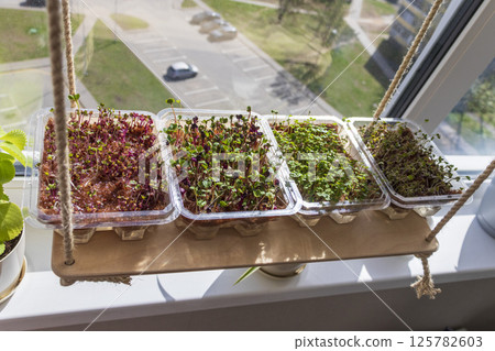 Freshly sprouted shoots of micro greens in the plastic containers on the jute mat. Placed on the windowsill in the balcony of the modern apartment 125782603