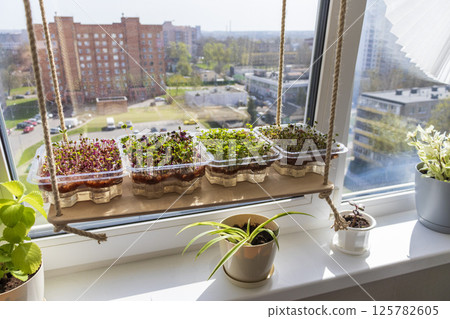 Freshly sprouted shoots of micro greens in the plastic containers on the jute mat. Placed on the windowsill in the balcony of the modern apartment Freshly sprouted shoots of micro greens in the plastic containers on the jute mat. Placed on the windowsill in the balcony of the modern apartment 125782605