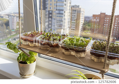 Freshly sprouted shoots of micro greens in the plastic containers on the jute mat. Placed on the windowsill in the balcony of the modern apartment 125782606