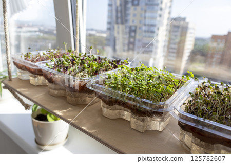 Freshly sprouted shoots of micro greens in the plastic containers on the jute mat. Placed on the windowsill in the balcony of the modern apartment 125782607