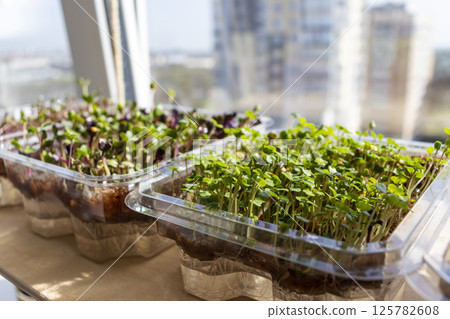 Freshly sprouted shoots of micro greens in the plastic containers on the jute mat. Placed on the windowsill in the balcony of the modern apartment 125782608