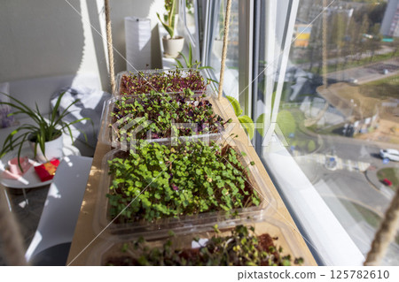 Freshly sprouted shoots of micro greens in the plastic containers on the jute mat. Placed on the windowsill in the balcony of the modern apartment 125782610