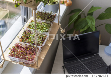 Freshly sprouted shoots of micro greens in the plastic containers on the jute mat. Placed on the windowsill in the balcony of the modern apartment 125782611