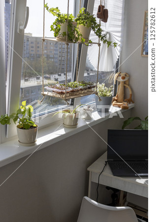 Freshly sprouted shoots of micro greens in the plastic containers on the jute mat. Placed on the windowsill in the balcony of the modern apartment 125782612