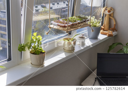 Freshly sprouted shoots of micro greens in the plastic containers on the jute mat. Placed on the windowsill in the balcony of the modern apartment 125782614