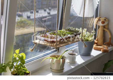 Freshly sprouted shoots of micro greens in the plastic containers on the jute mat. Placed on the windowsill in the balcony of the modern apartment 125782615