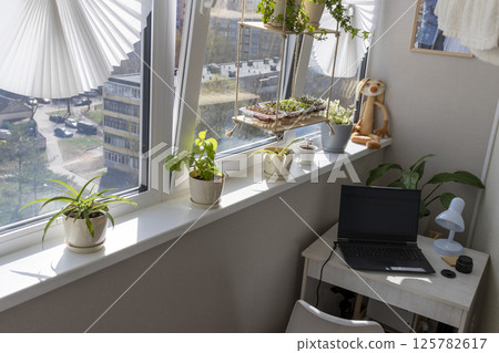 Freshly sprouted shoots of micro greens in the plastic containers on the jute mat. Placed on the windowsill in the balcony of the modern apartment 125782617