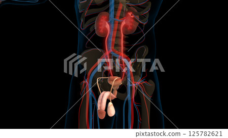 Human urinary system ureters anatomy for medical concept 3D rendering 125782621