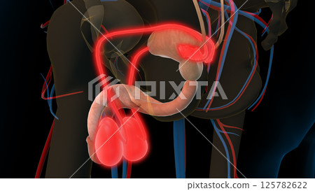 Male reproductive system vas deferens and testis for medical concept 3D rendering 125782622