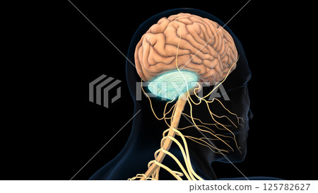human brain cerebellum anatomy for medical concept 3D rendering human brain cerebellum anatomy for medical concept 3D rendering 125782627