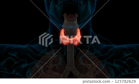 Endocrine thyroid gland anatomy for medical concept 3D rendering Endocrine thyroid gland anatomy for medical concept 3D rendering 125782629