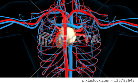 Human heart circulatory system anatomy for medical concept 3D rendering 125782642