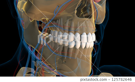 Human teeth anatomy for medical concept 3D rendering Human teeth anatomy for medical concept 3D rendering 125782646