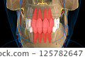 Human teeth Incisors teeth anatomy for medical concept 3D rendering 125782647