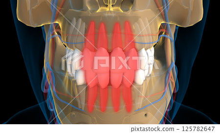 Human teeth Incisors teeth anatomy for medical concept 3D rendering 125782647