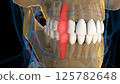 Human teeth canine teeth anatomy for medical concept 3D rendering 125782648