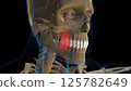 Human teeth molar teeth anatomy for medical concept 3D rendering 125782649