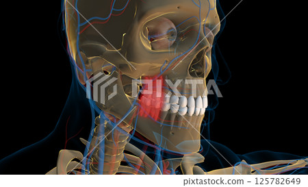 Human teeth molar teeth anatomy for medical concept 3D rendering 125782649