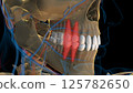 Human teeth premolar teeth anatomy for medical concept 3D rendering 125782650