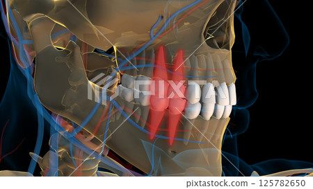Human teeth premolar teeth anatomy for medical concept 3D rendering 125782650