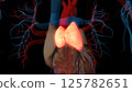human thymus gland anatomy for medical concept 3D rendering 125782651