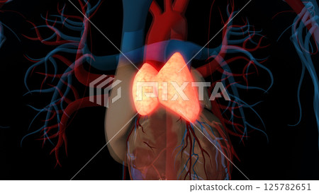 human thymus gland anatomy for medical concept 3D rendering human thymus gland anatomy for medical concept 3D rendering 125782651