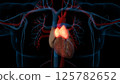 human thymus gland anatomy for medical concept 3D rendering 125782652