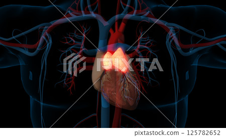 human thymus gland anatomy for medical concept 3D rendering human thymus gland anatomy for medical concept 3D rendering 125782652