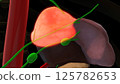Human adrenal glands anatomy for medical concept 3D rendering 125782653