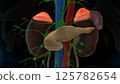 Human adrenal glands anatomy for medical concept 3D rendering 125782654