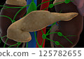 Human pancreas anatomy for medical concept 3D rendering 125782655