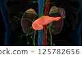 Human pancreas anatomy for medical concept 3D rendering 125782656
